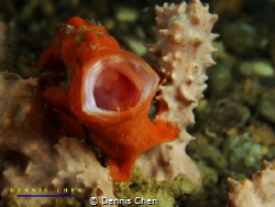 Frogfish yawning - Antennarius commerson by Dennis Chen 